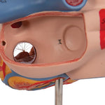 Human Heart Model, 2-times Life-Size, 4 part - 3B Smart Anatomy