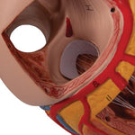 Human Heart Model, 2-times Life-Size, 4 part - 3B Smart Anatomy