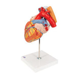 Human Heart Model with Esophagus and Trachea, 2 times Life-Size, 5 part - 3B Smart Anatomy