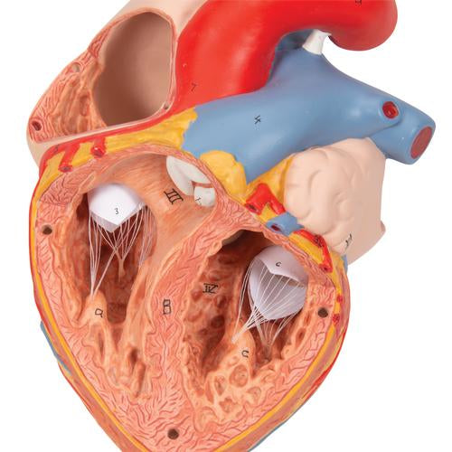 Human Heart Model with Esophagus and Trachea, 2 times Life-Size, 5 part - 3B Smart Anatomy
