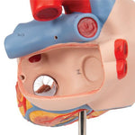 Human Heart Model with Esophagus and Trachea, 2 times Life-Size, 5 part - 3B Smart Anatomy