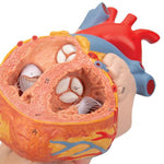Human Heart Model with Esophagus and Trachea, 2 times Life-Size, 5 part - 3B Smart Anatomy