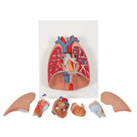Human Lung Model with Larynx, 7 part - 3B Smart Anatomy