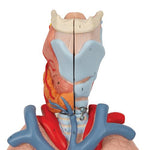 Human Lung Model with Larynx, 7 part - 3B Smart Anatomy