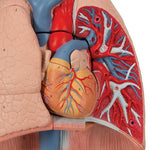 Human Lung Model with Larynx, 7 part - 3B Smart Anatomy