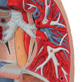 Human Lung Model with Larynx, 7 part - 3B Smart Anatomy