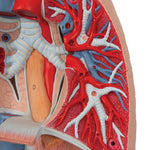Human Lung Model with Larynx, 7 part - 3B Smart Anatomy