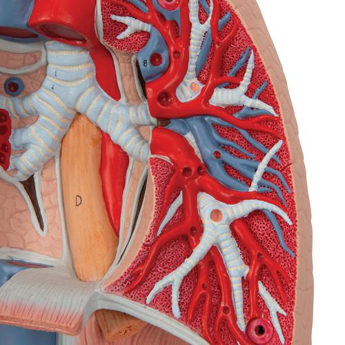 Human Lung Model with Larynx, 7 part - 3B Smart Anatomy