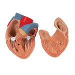 Human Lung Model with Larynx, 7 part - 3B Smart Anatomy