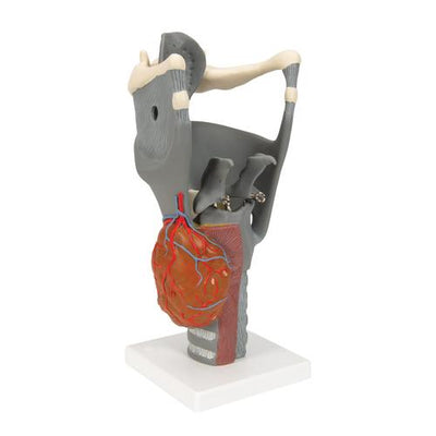 Functional Larynx Model, 2.5 times Full-Size - 3B Smart Anatomy