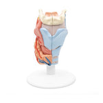 Human Larynx Model, 2 part - 3B Smart Anatomy