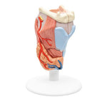 Human Larynx Model, 2 part - 3B Smart Anatomy
