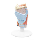 Human Larynx Model, 2 part - 3B Smart Anatomy