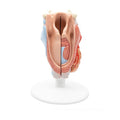Human Larynx Model, 2 part - 3B Smart Anatomy