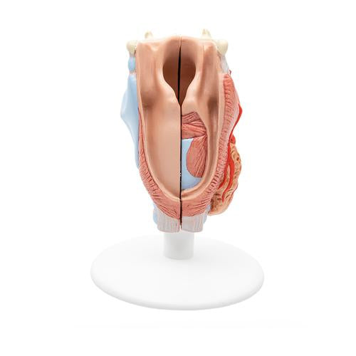 Human Larynx Model, 2 part - 3B Smart Anatomy