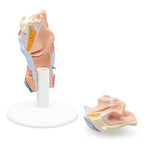 Human Larynx Model, 2 part - 3B Smart Anatomy