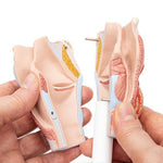 Human Larynx Model, 2 part - 3B Smart Anatomy