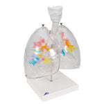 CT Bronchial Tree Model with Larynx & Transparent Lungs - 3B Smart Anatomy