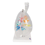 CT Bronchial Tree Model with Larynx & Transparent Lungs - 3B Smart Anatomy