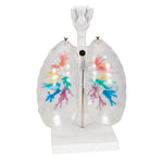 CT Bronchial Tree Model with Larynx & Transparent Lungs - 3B Smart Anatomy