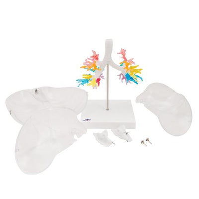 CT Bronchial Tree Model with Larynx & Transparent Lungs - 3B Smart Anatomy