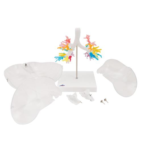 CT Bronchial Tree Model with Larynx & Transparent Lungs - 3B Smart Anatomy