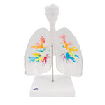 CT Bronchial Tree Model with Larynx & Transparent Lungs - 3B Smart Anatomy