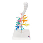 CT Bronchial Tree Model with Larynx - 3B Smart Anatomy