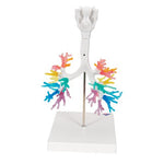 CT Bronchial Tree Model with Larynx - 3B Smart Anatomy
