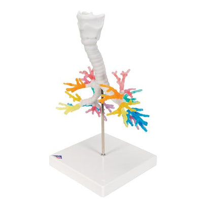 CT Bronchial Tree Model with Larynx - 3B Smart Anatomy