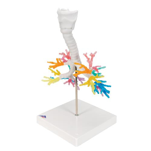 CT Bronchial Tree Model with Larynx - 3B Smart Anatomy