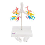 CT Bronchial Tree Model with Larynx - 3B Smart Anatomy