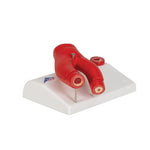 Arteriosclerosis Model, with Cross Section of Artery, 2 part - 3B Smart Anatomy