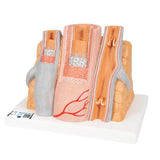 3B MICROanatomy™ Artery & Vein Model, 14 times Enlarged - 3B Smart Anatomy