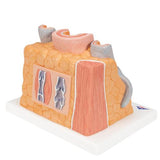 3B MICROanatomy™ Artery & Vein Model, 14 times Enlarged - 3B Smart Anatomy