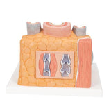 3B MICROanatomy™ Artery & Vein Model, 14 times Enlarged - 3B Smart Anatomy