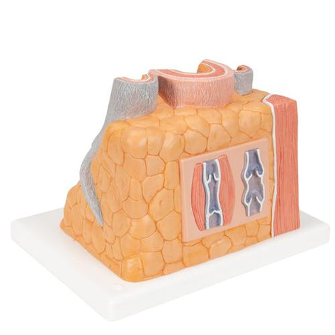 3B MICROanatomy™ Artery & Vein Model, 14 times Enlarged - 3B Smart Anatomy
