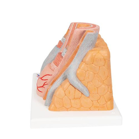 3B MICROanatomy™ Artery & Vein Model, 14 times Enlarged - 3B Smart Anatomy