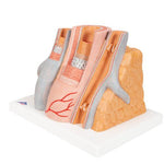 3B MICROanatomy™ Artery & Vein Model, 14 times Enlarged - 3B Smart Anatomy