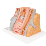 3B MICROanatomy™ Artery & Vein Model, 14 times Enlarged - 3B Smart Anatomy