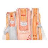 3B MICROanatomy™ Artery & Vein Model, 14 times Enlarged - 3B Smart Anatomy