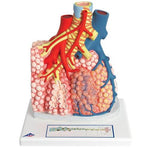 Model of Pulmonary Lobule with Surrounding Blood Vessels, 130 times Magnified - 3B Smart Anatomy