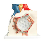 Model of Pulmonary Lobule with Surrounding Blood Vessels, 130 times Magnified - 3B Smart Anatomy
