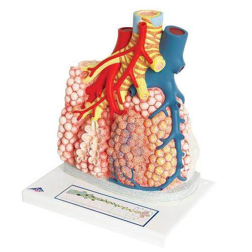 Model of Pulmonary Lobule with Surrounding Blood Vessels, 130 times Magnified - 3B Smart Anatomy