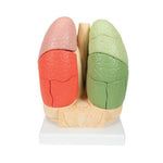 Segmented Lung Model - 3B Smart Anatomy