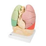 Segmented Lung Model - 3B Smart Anatomy