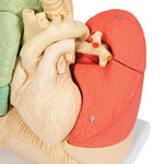 Segmented Lung Model - 3B Smart Anatomy