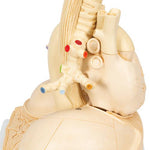 Segmented Lung Model - 3B Smart Anatomy