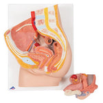 Female Pelvis Model in Median Section, 2 part - 3B Smart Anatomy