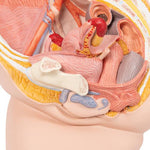 Female Pelvis Model in Median Section, 2 part - 3B Smart Anatomy